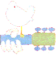 woodstock